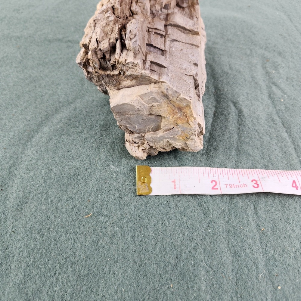 Petrified Wood Specimen 6"x3.5"x2.5" - Picture 8 of 8